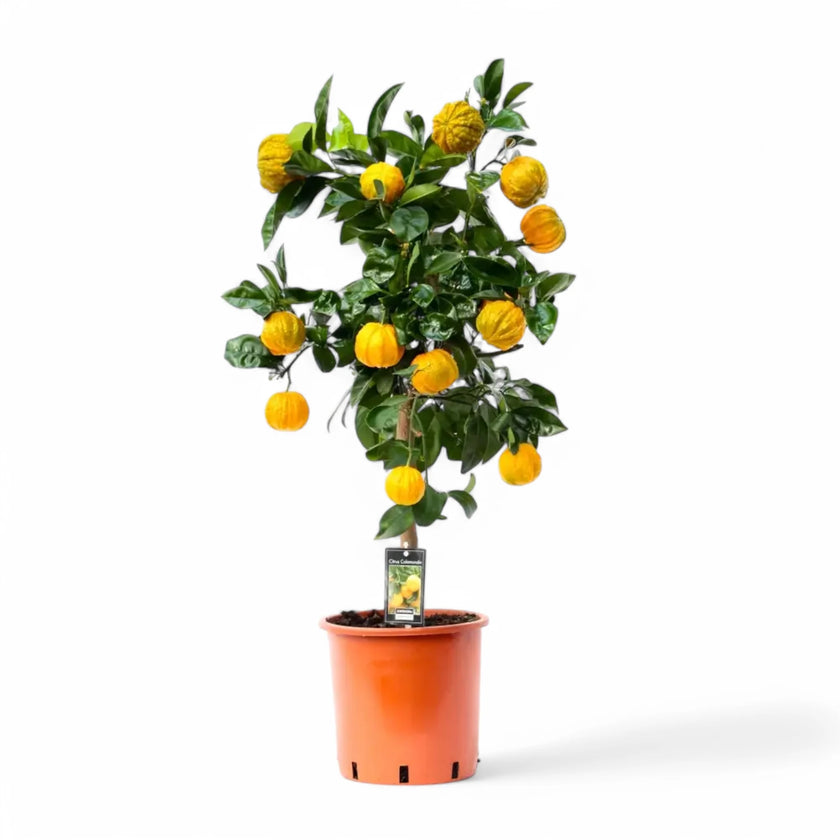 Citrus × aurantium 'Canaliculata' potted plant in nursery pot on white background.