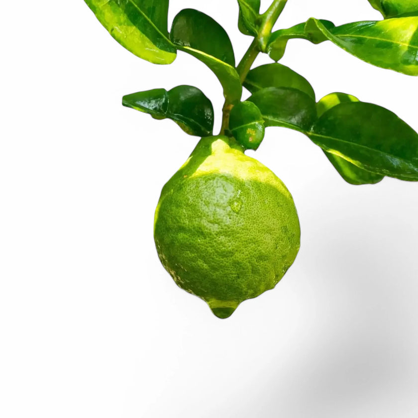 Citrus x bergamia - Bergamot Orange leaf detail on white background.