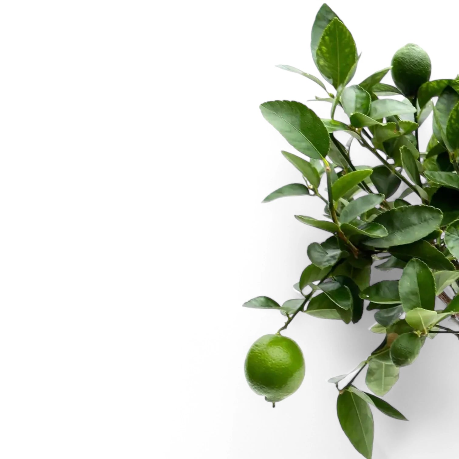 Nahaufnahme eines Blatts von Citrus × latifolia 'Lime' vor weißem Hintergrund.