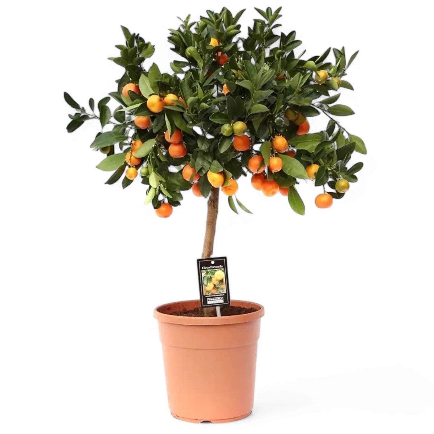 Citrus × microcarpa 'Calamondin' potted plant in nursery pot on white background.