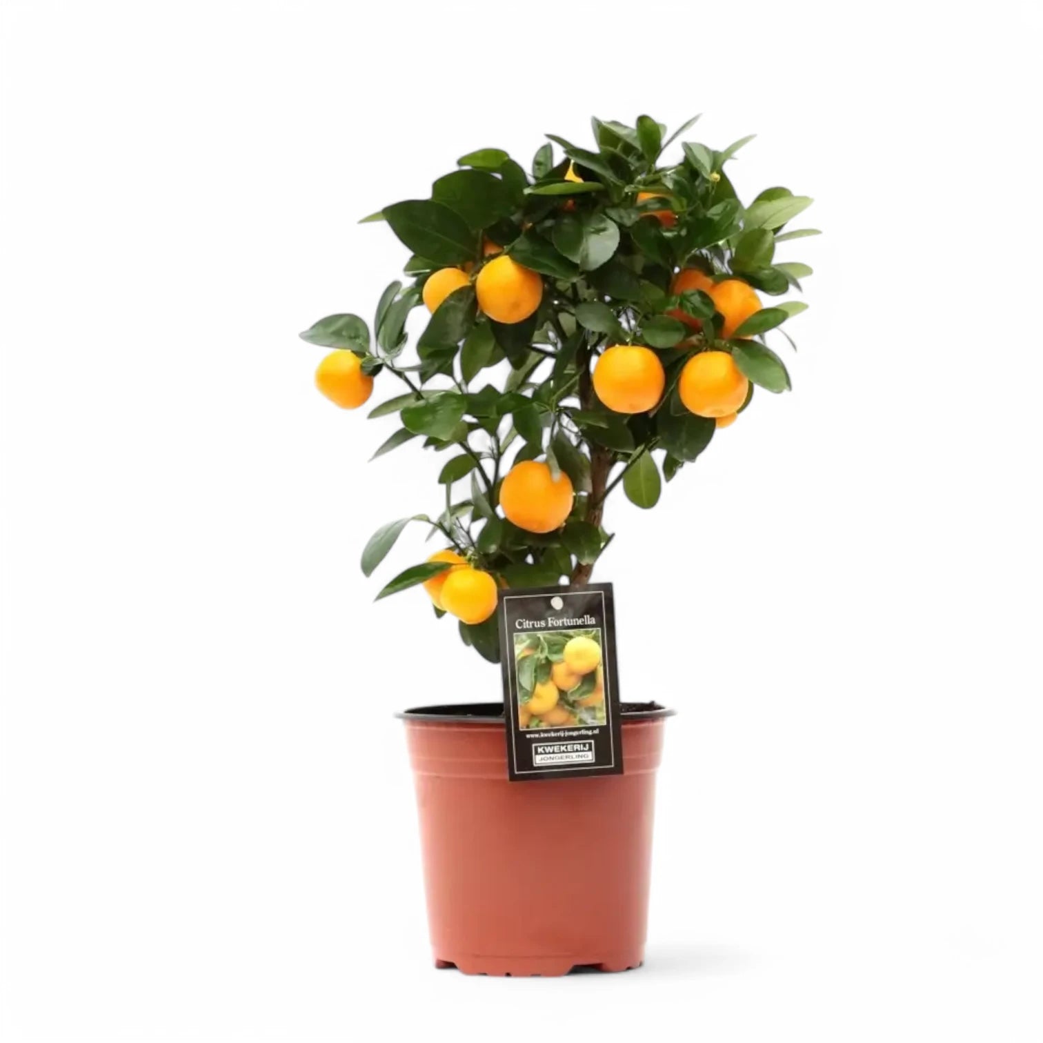 Citrus × microcarpa 'Calamondin' potted plant in nursery pot on white background.