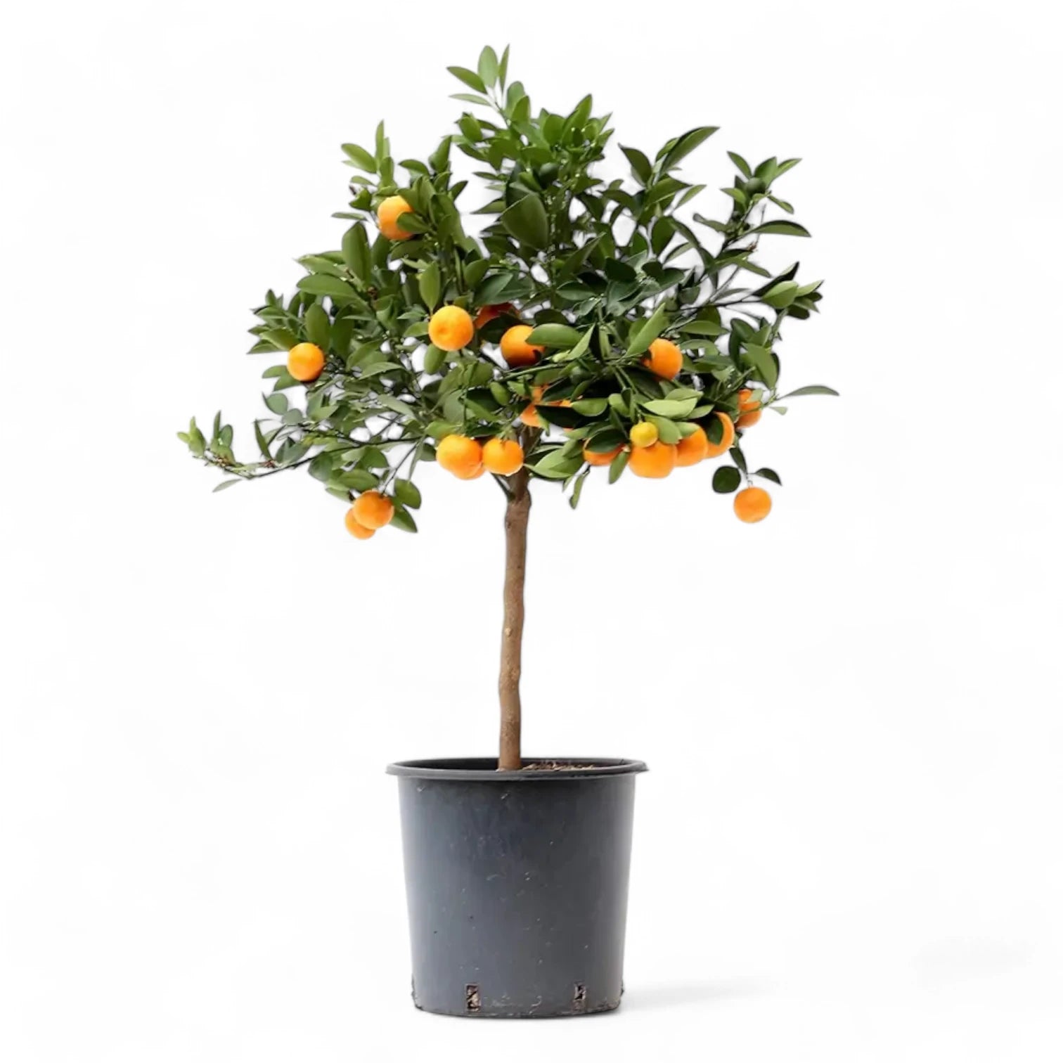 Citrus × microcarpa 'Calamondin' potted plant in nursery pot on white background.