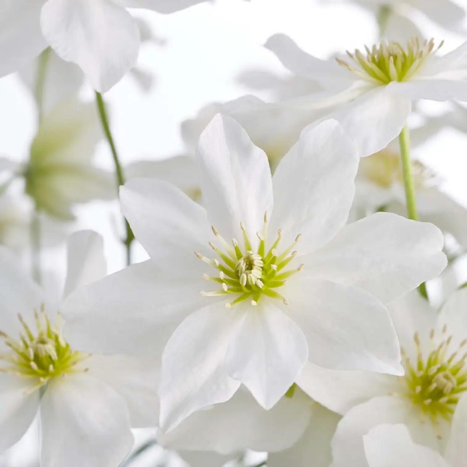 Clematis 'Avalanche' – Nahaufnahme.