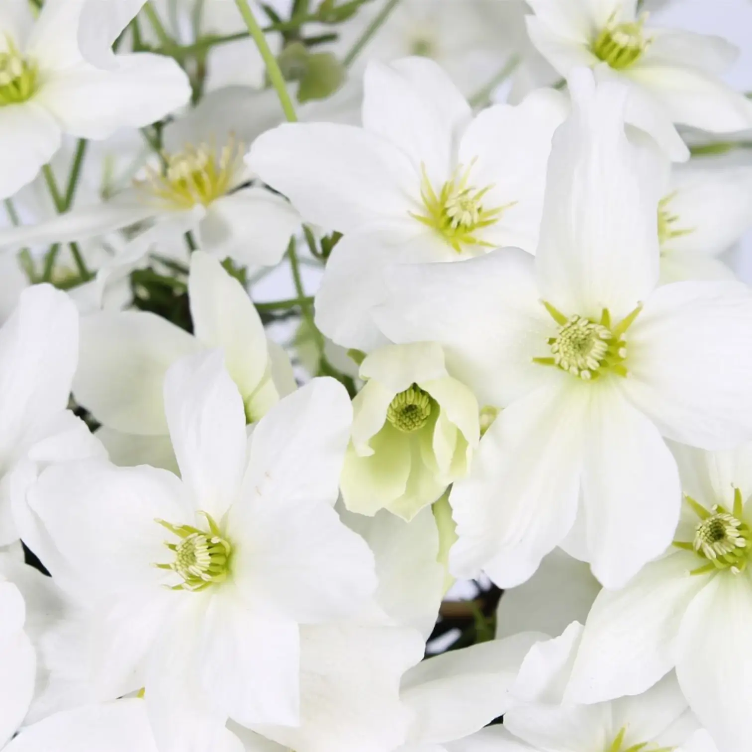 Clematis 'Avalanche' – Detailaufnahme.