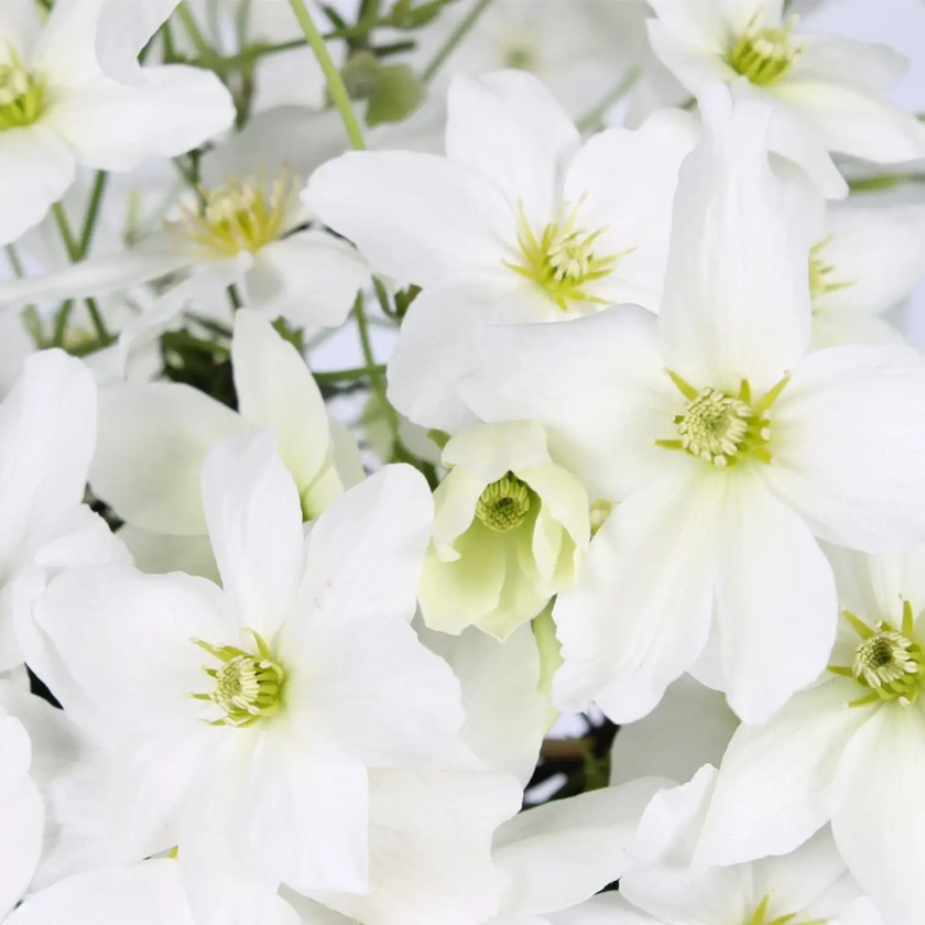 Clematis 'Avalanche' detail shot.