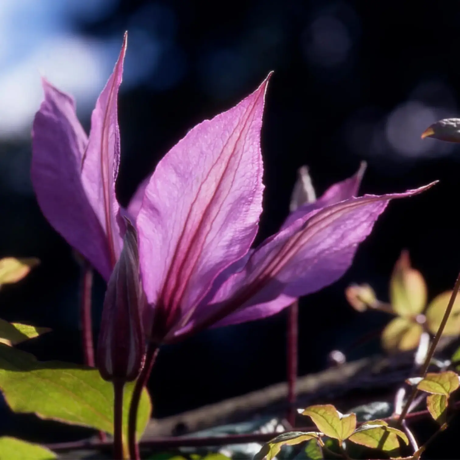 Clematis 'Hagley Hybrid' – Detailaufnahme.