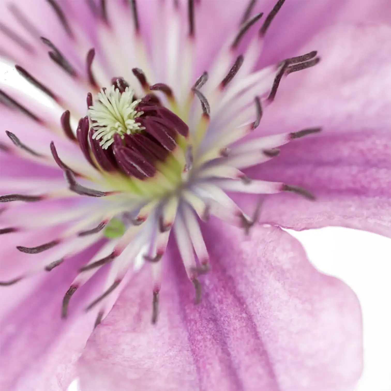Clematis 'Hagley Hybrid' – Detailaufnahme der Pflanze.