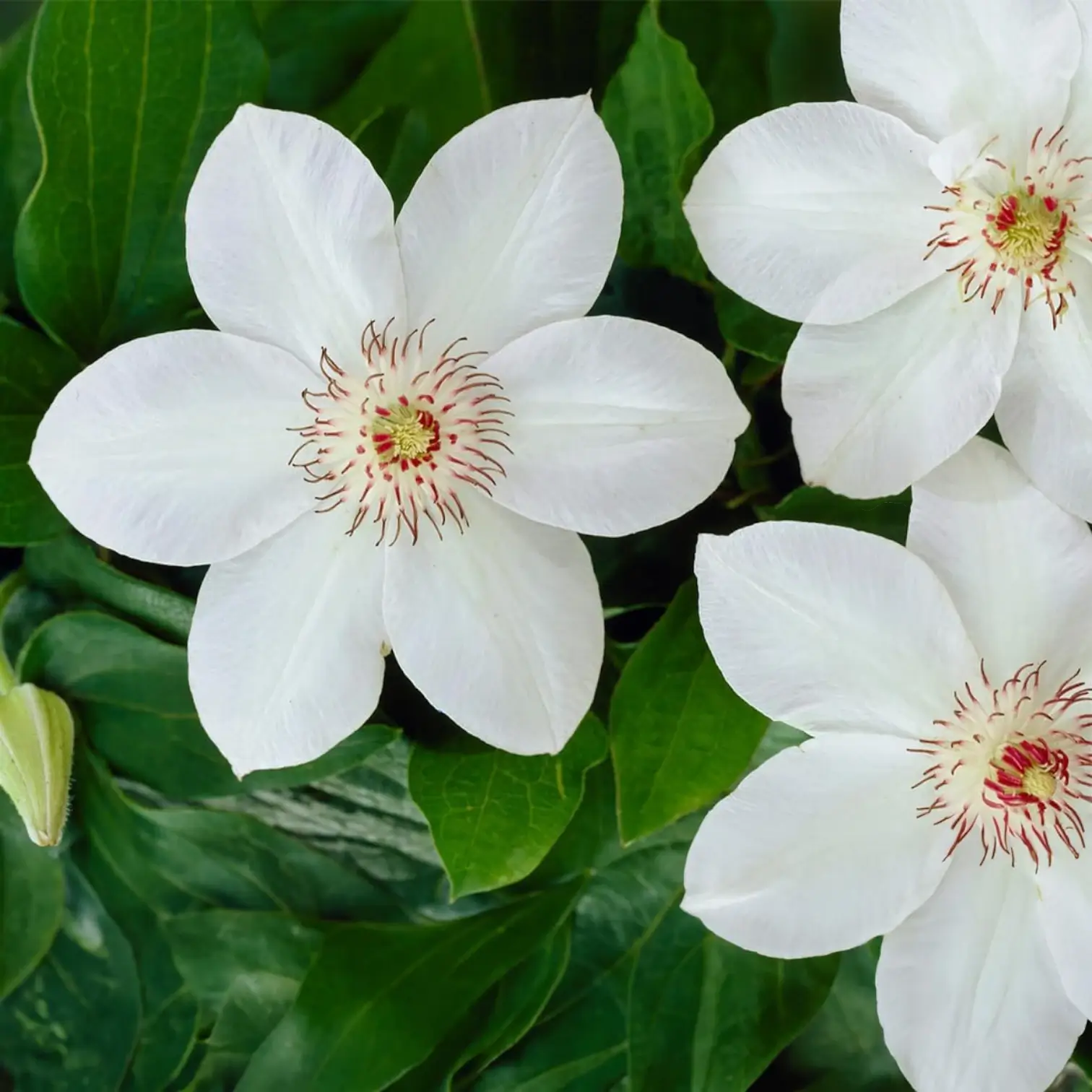 Clematis 'Miss Bateman' plant detail.