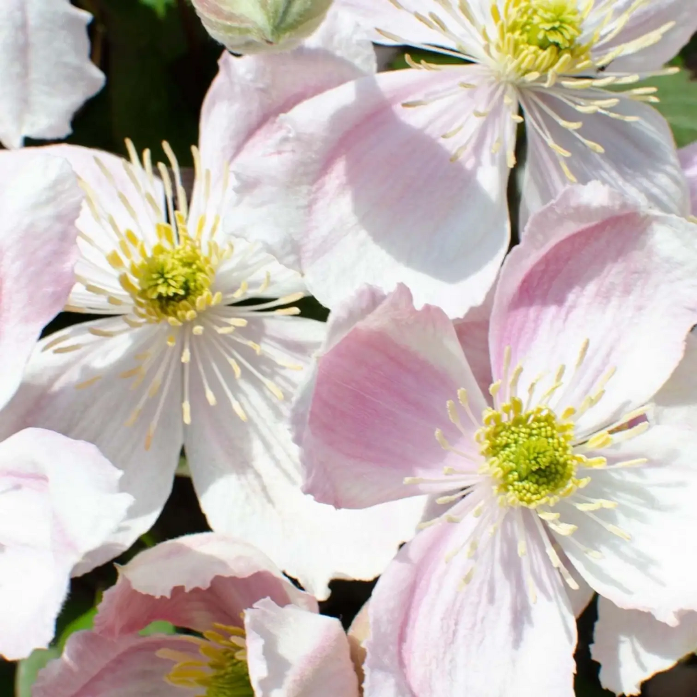 Clematis montana 'Tetrarose' close-up detail.