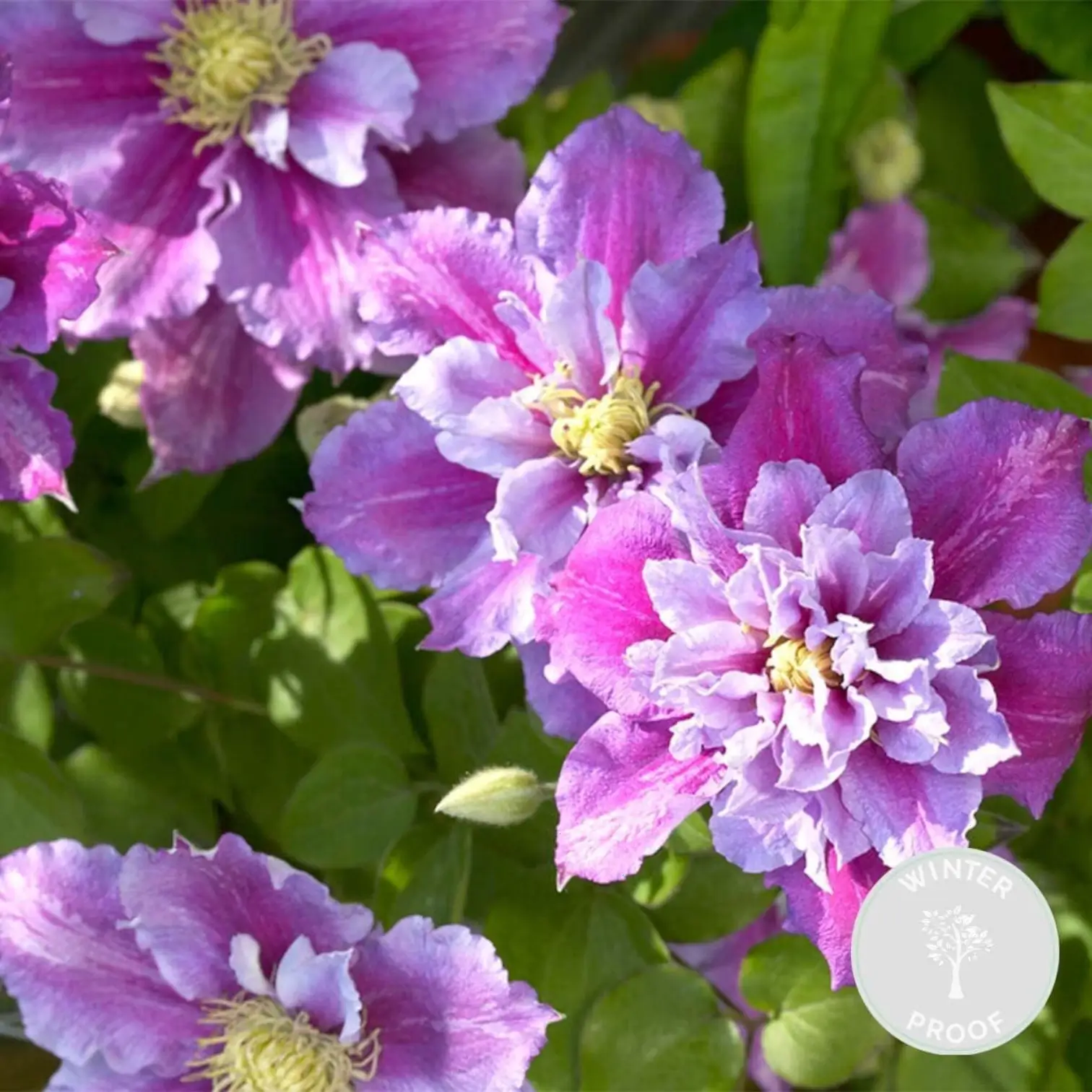 Clematis 'Piilu' – Detailaufnahme der Pflanze.