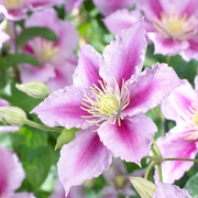 Clematis 'Piilu' plant detail.