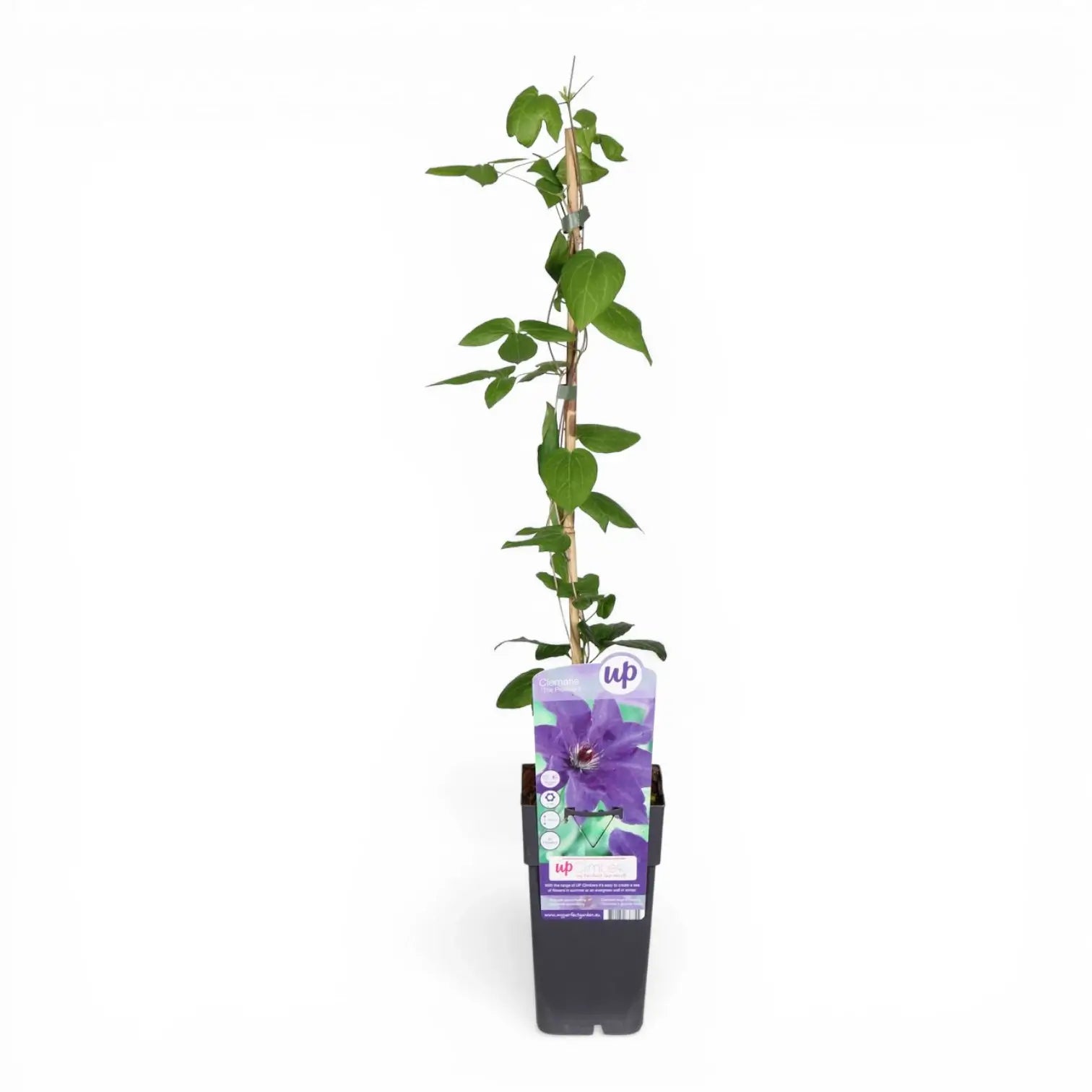Clematis 'The President' – Detailaufnahme der Pflanze.