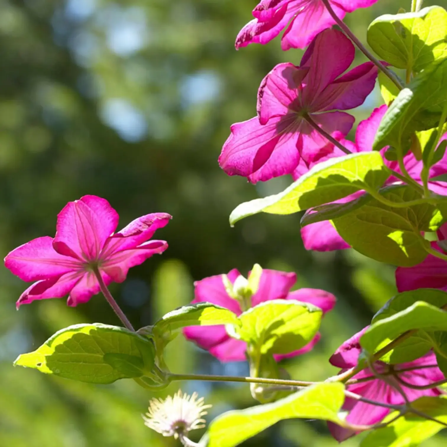 Clematis 'Ville de Lyon' – Nahaufnahme.