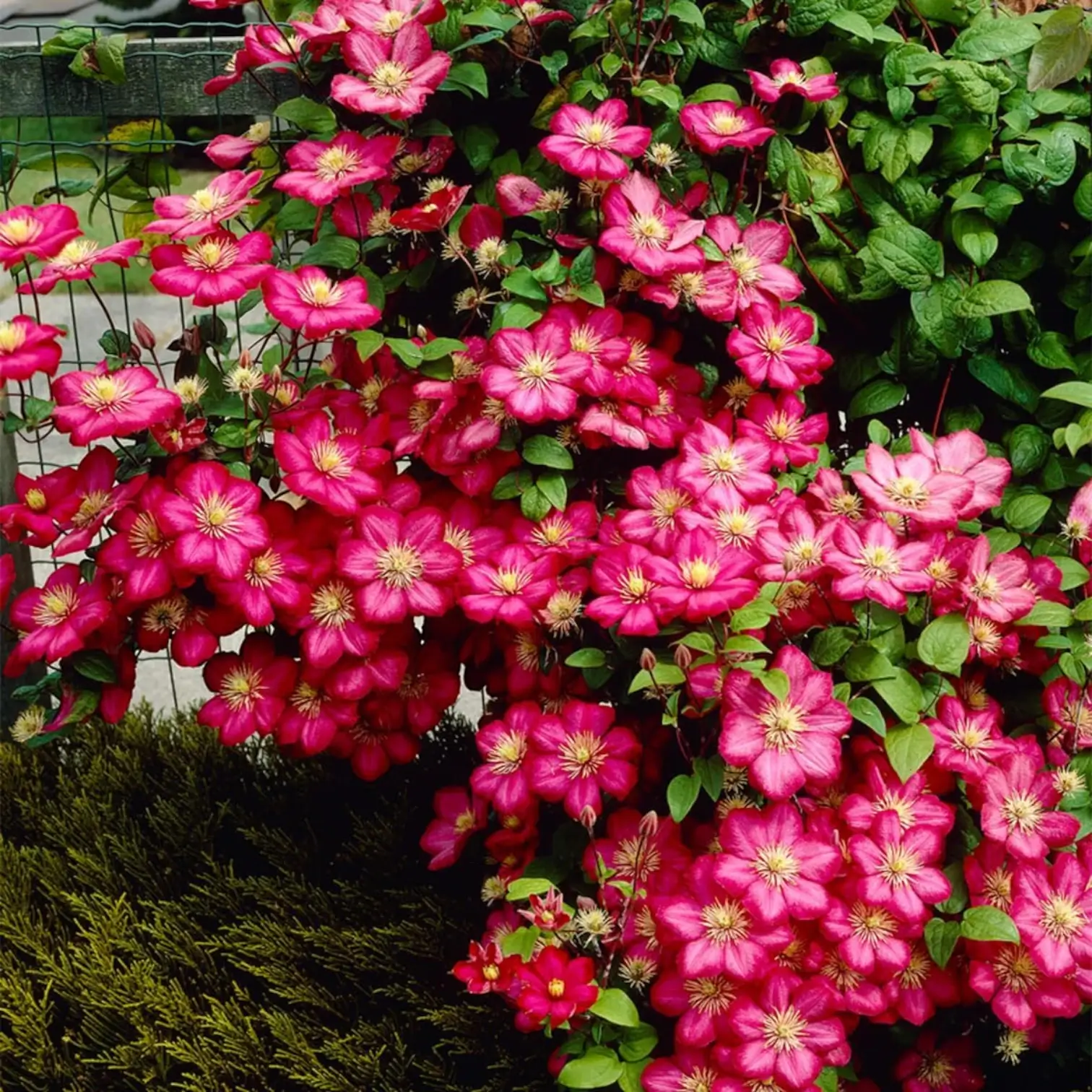 Clematis 'Ville de Lyon' – Nahaufnahme.