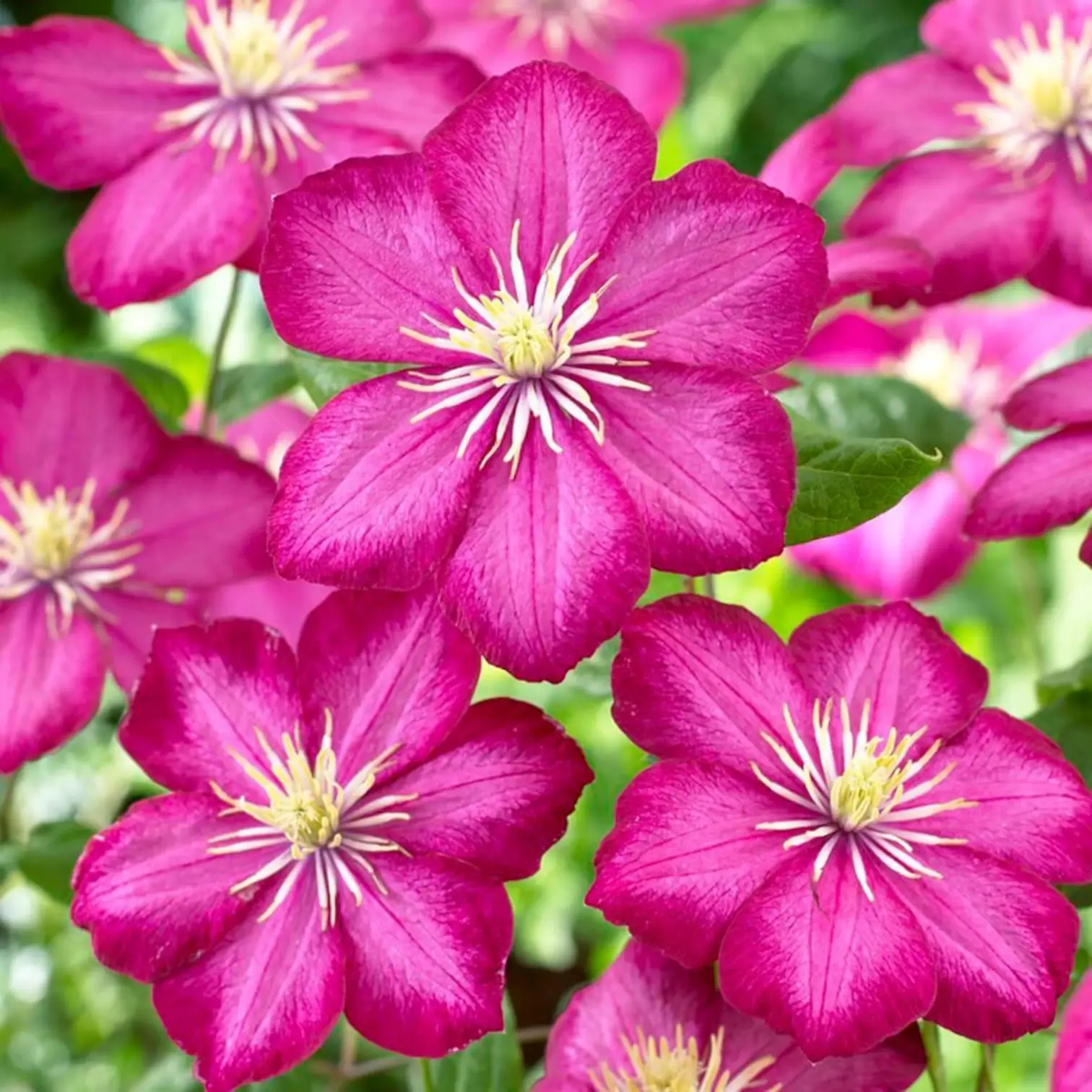 Clematis 'Ville de Lyon' – Detailaufnahme der Pflanze.