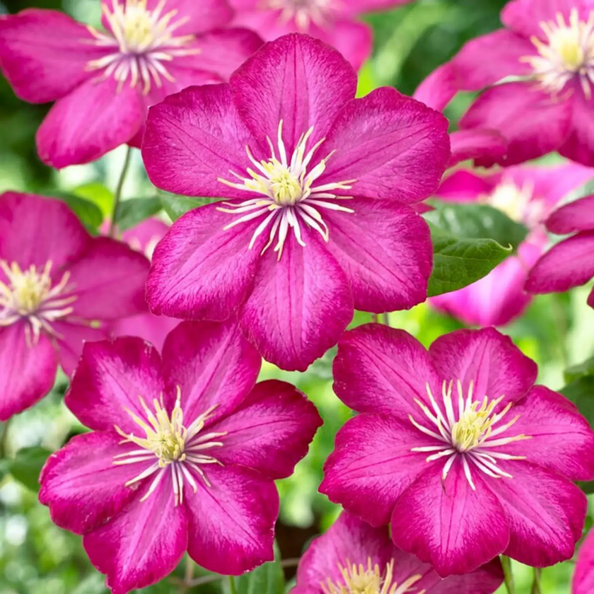 Clematis 'Ville de Lyon' – Detailaufnahme der Pflanze.