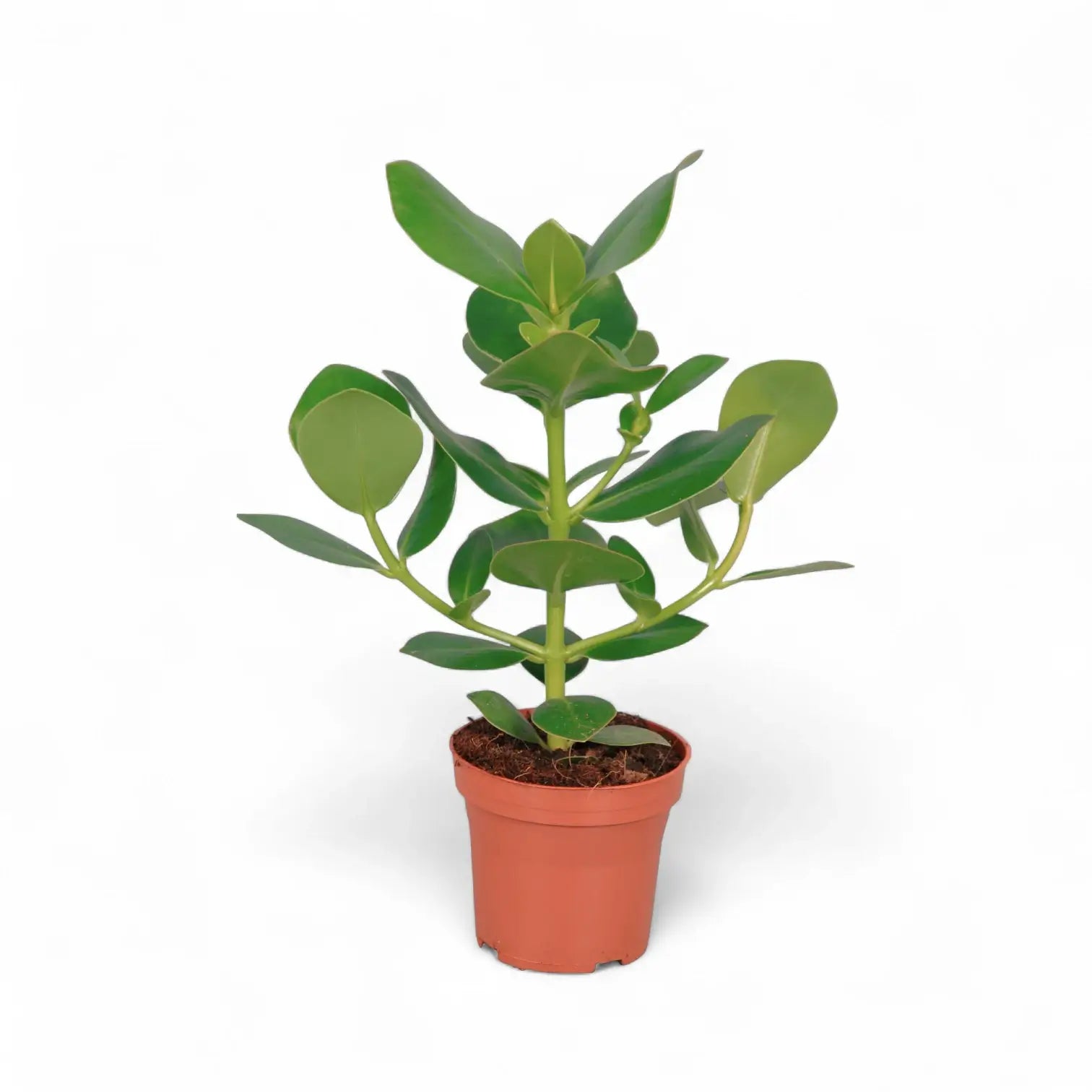 Clusia rosea 'Princess' potted plant in nursery pot on white background.