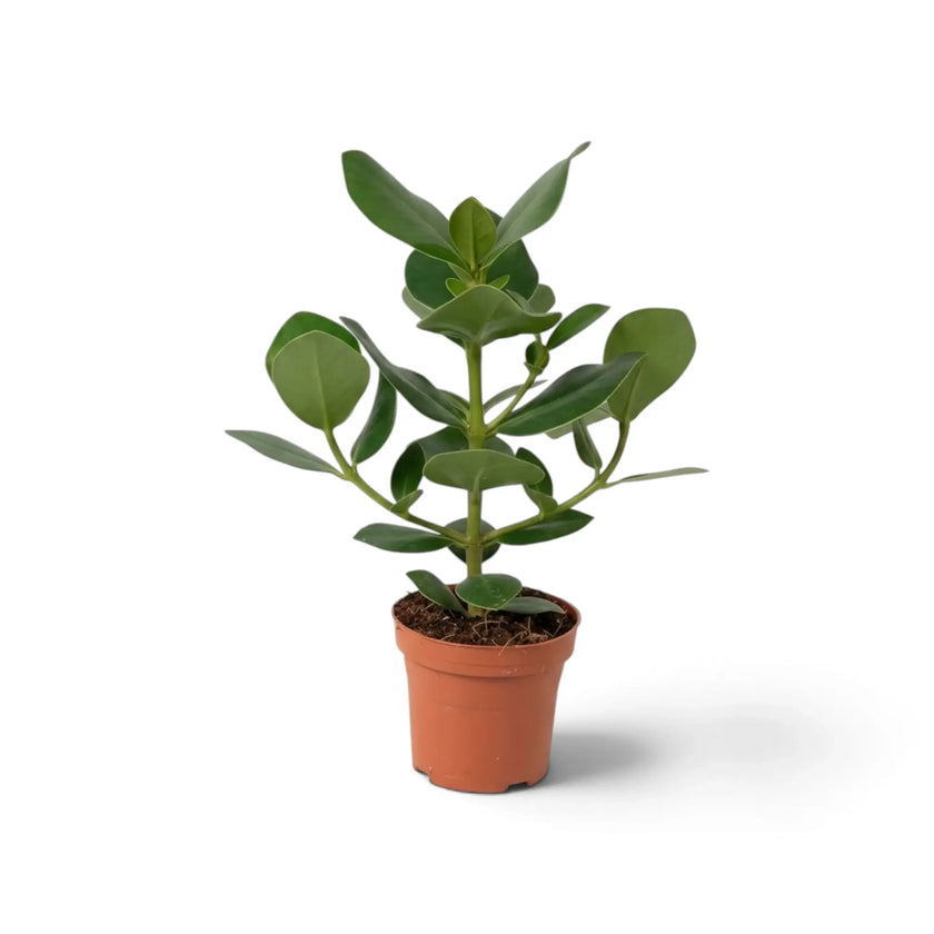 Clusia rosea ‘Princess’ with thick glossy leaves in a nursery pot
