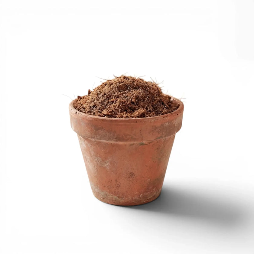 Terracotta pot with coconut coir on a white background