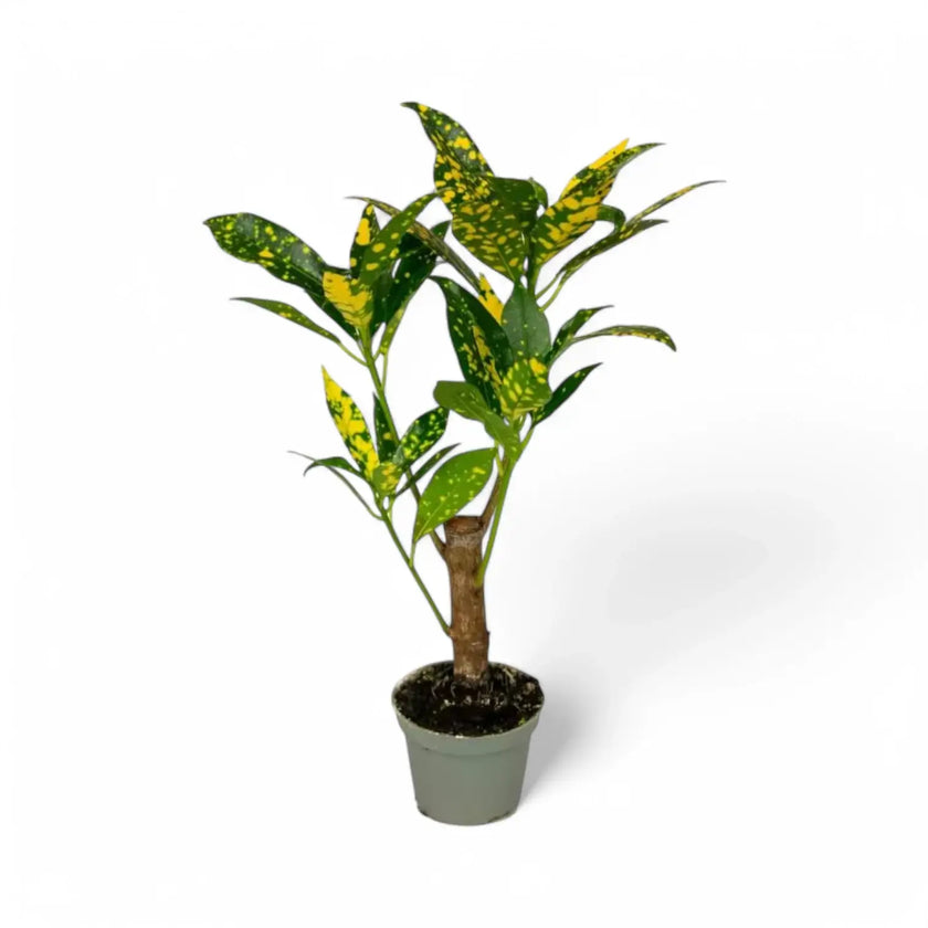 Codiaeum variegatum 'Aucubaefolia' potted plant in nursery pot on white background.