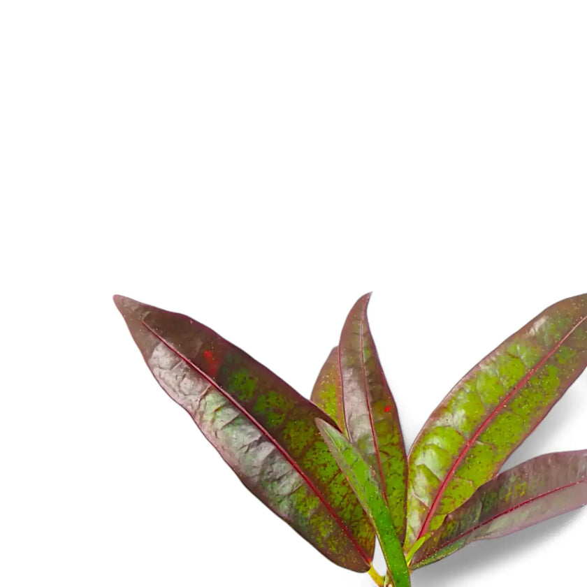Codiaeum variegatum 'Excellent' leaf close-up on white background.