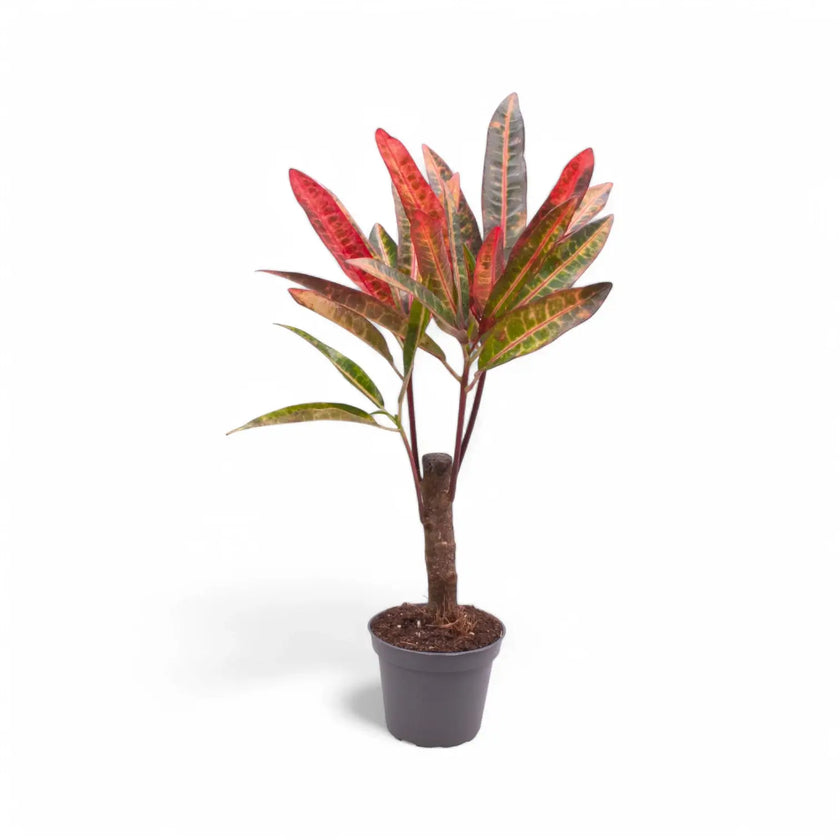 Codiaeum variegatum 'Excellent' potted plant in nursery pot on white background.