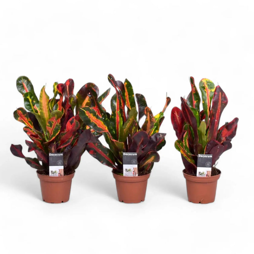 Codiaeum variegatum (Croton) 'Mammi' potted plant in nursery pot on white background.