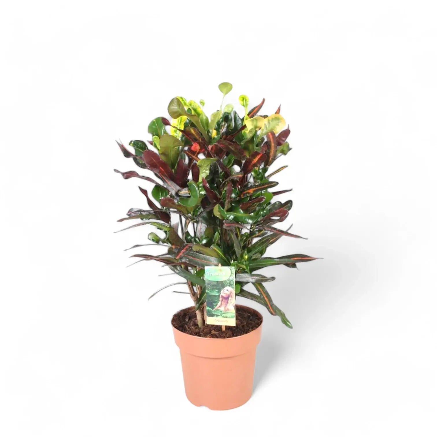 Codiaeum variegatum (Croton) 'Mammi' potted plant in nursery pot on white background.