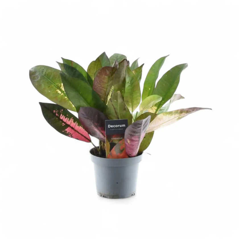 Codiaeum variegatum (Croton) 'Mrs. Iceton' potted plant in nursery pot on white background.