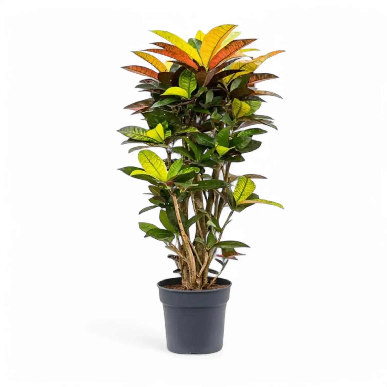 Codiaeum variegatum (Croton) 'Mrs. Iceton' potted plant in nursery pot on white background.
