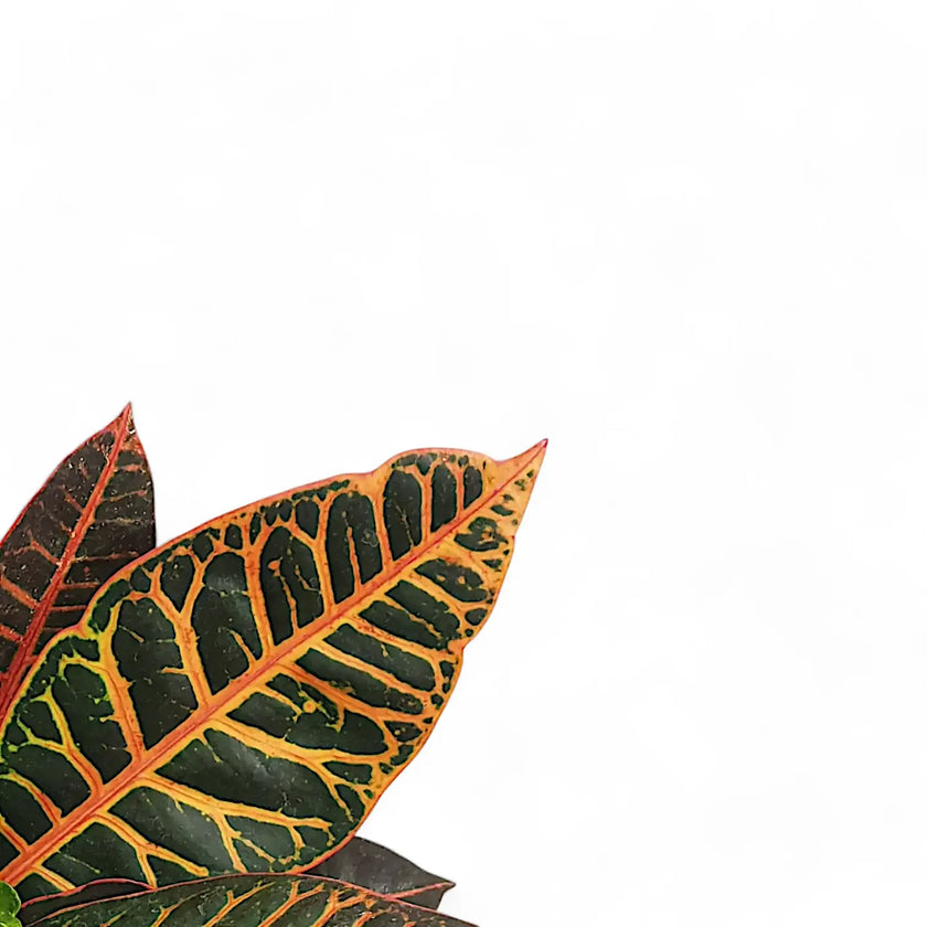 Codiaeum variegatum (Croton) 'Petra' leaf detail on white background.