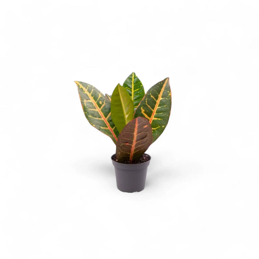 Codiaeum variegatum (Croton) 'Petra' potted plant in nursery pot on white background.