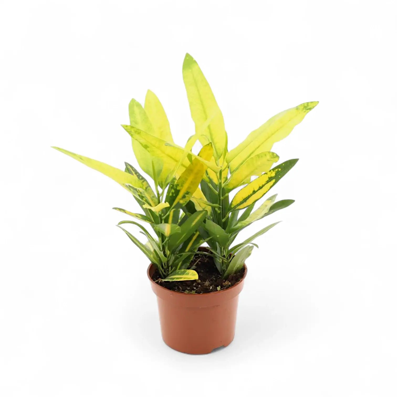 Codiaeum variegatum 'Sunny Star' potted plant in nursery pot on white background.
