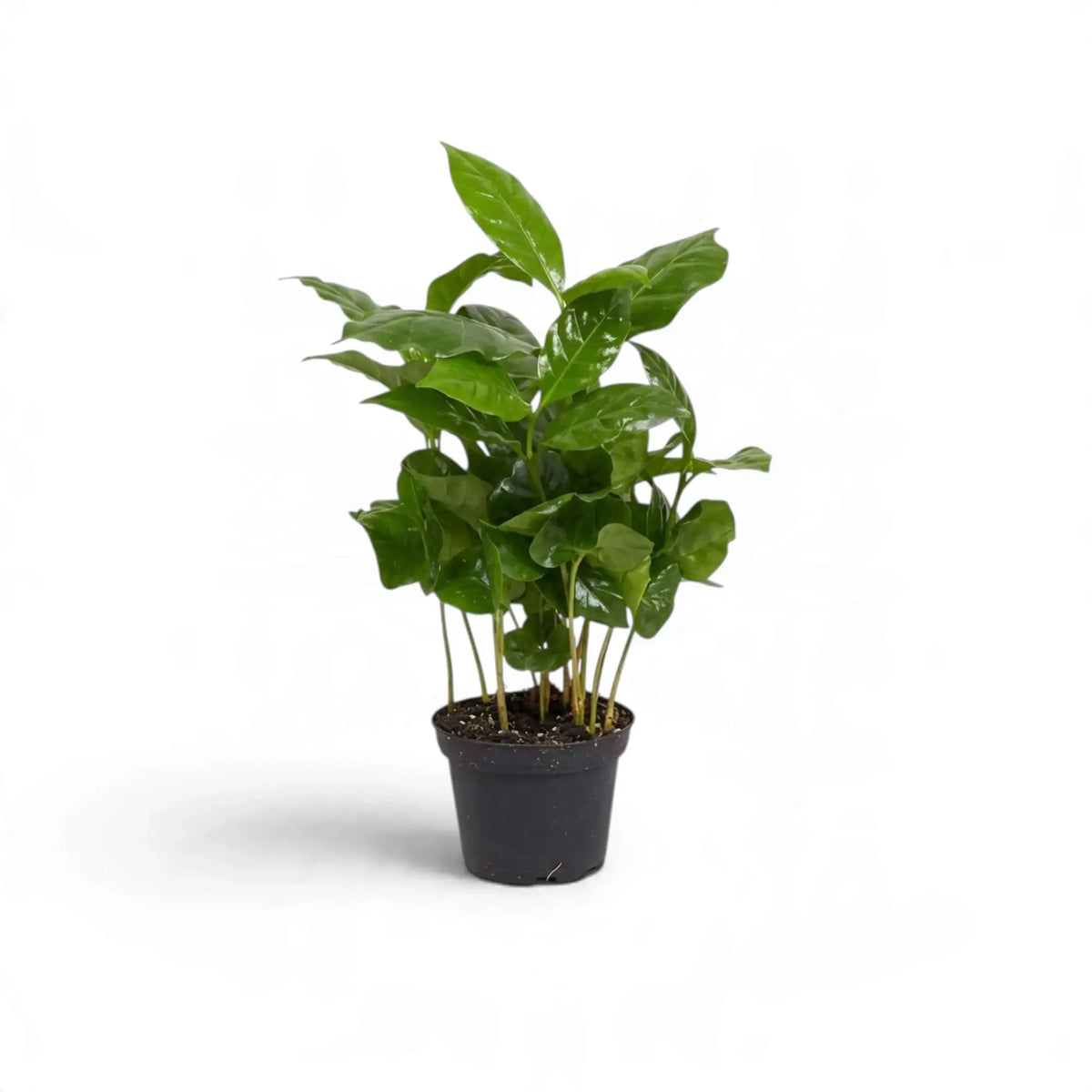 Small potted Coffea arabica with glossy leaves and lighter green new growth