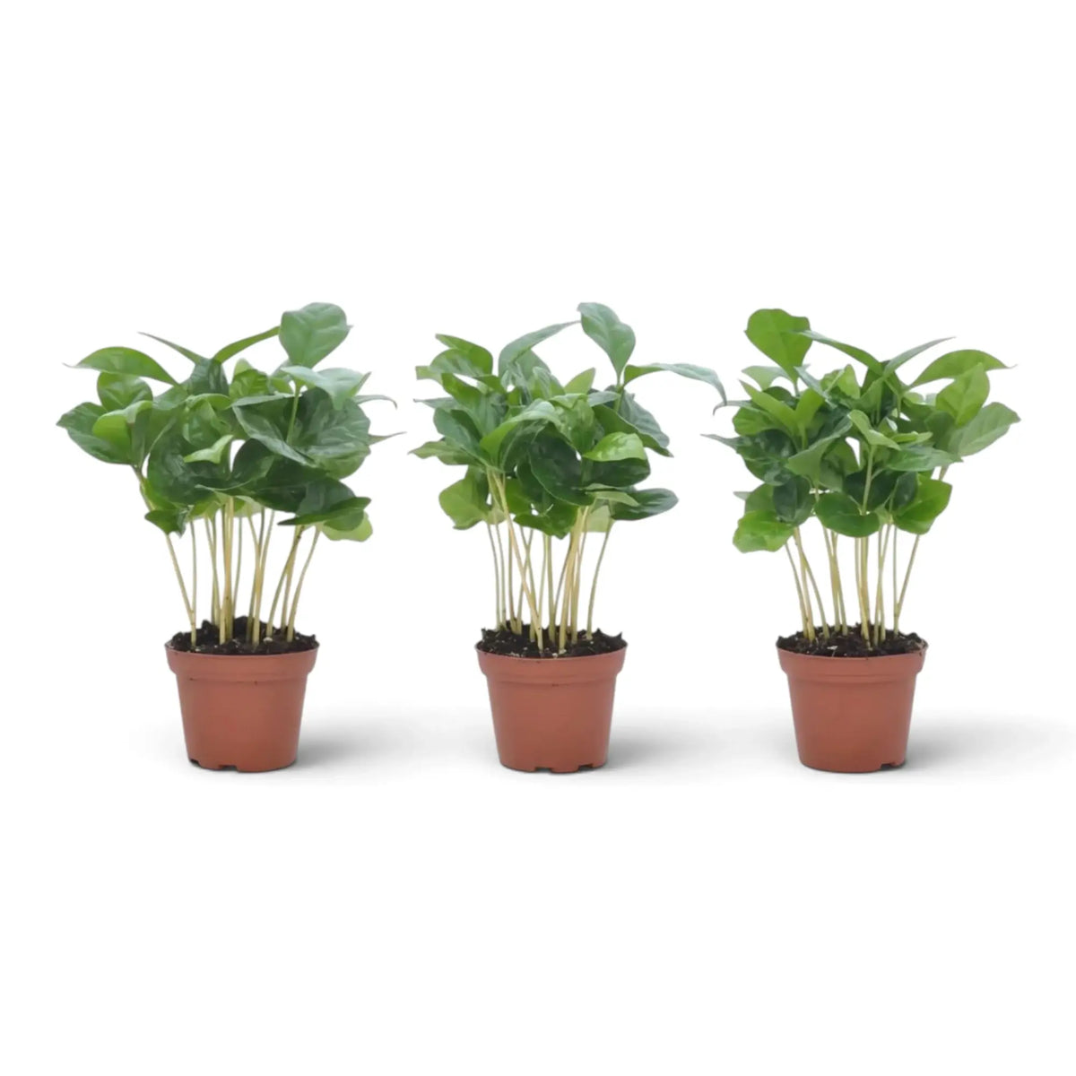 Three small Coffea arabica plants with upright stems in nursery pots