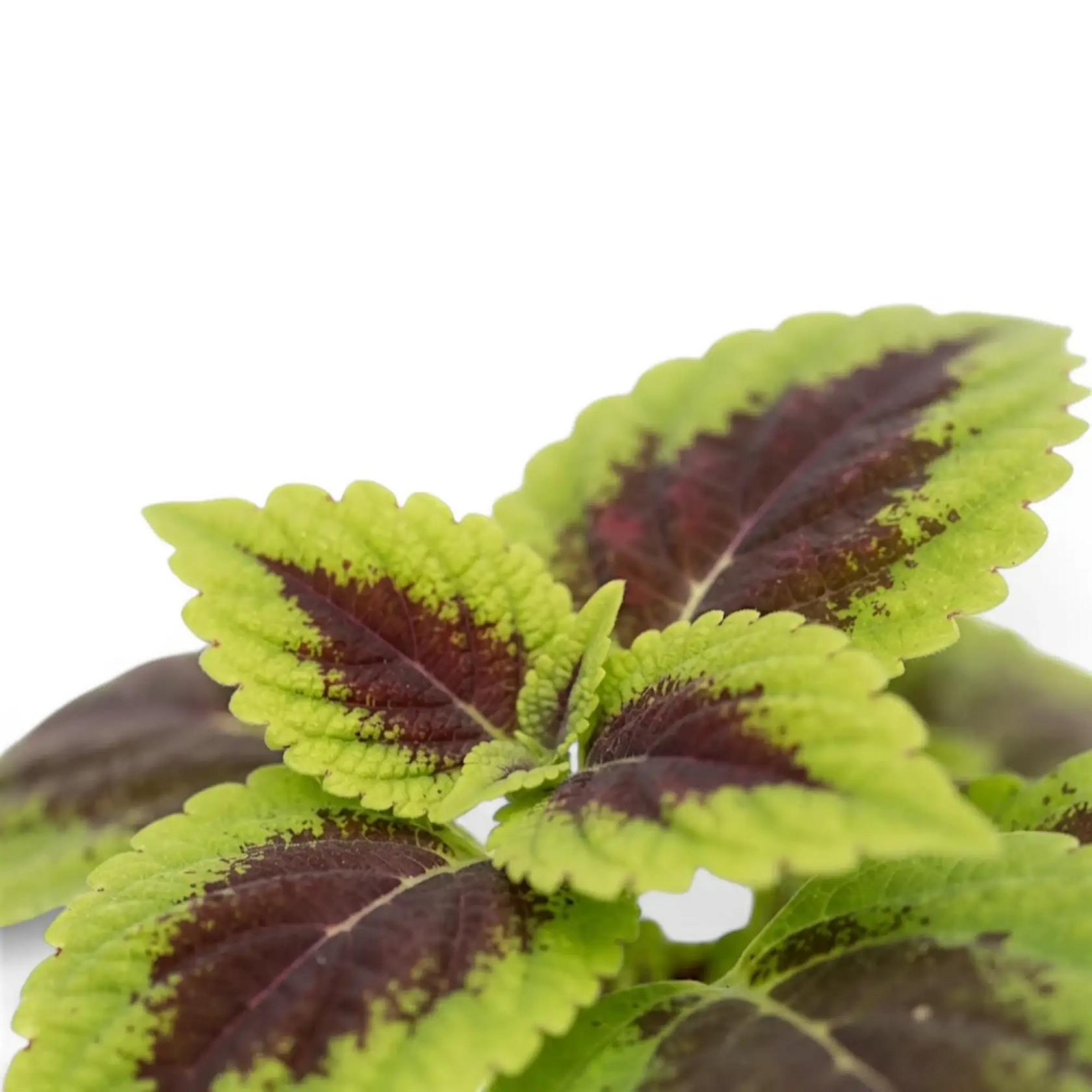 Coleus ‘Alligator Alley’ leaf detail with a chocolate-burgundy centre and serrated lime border.