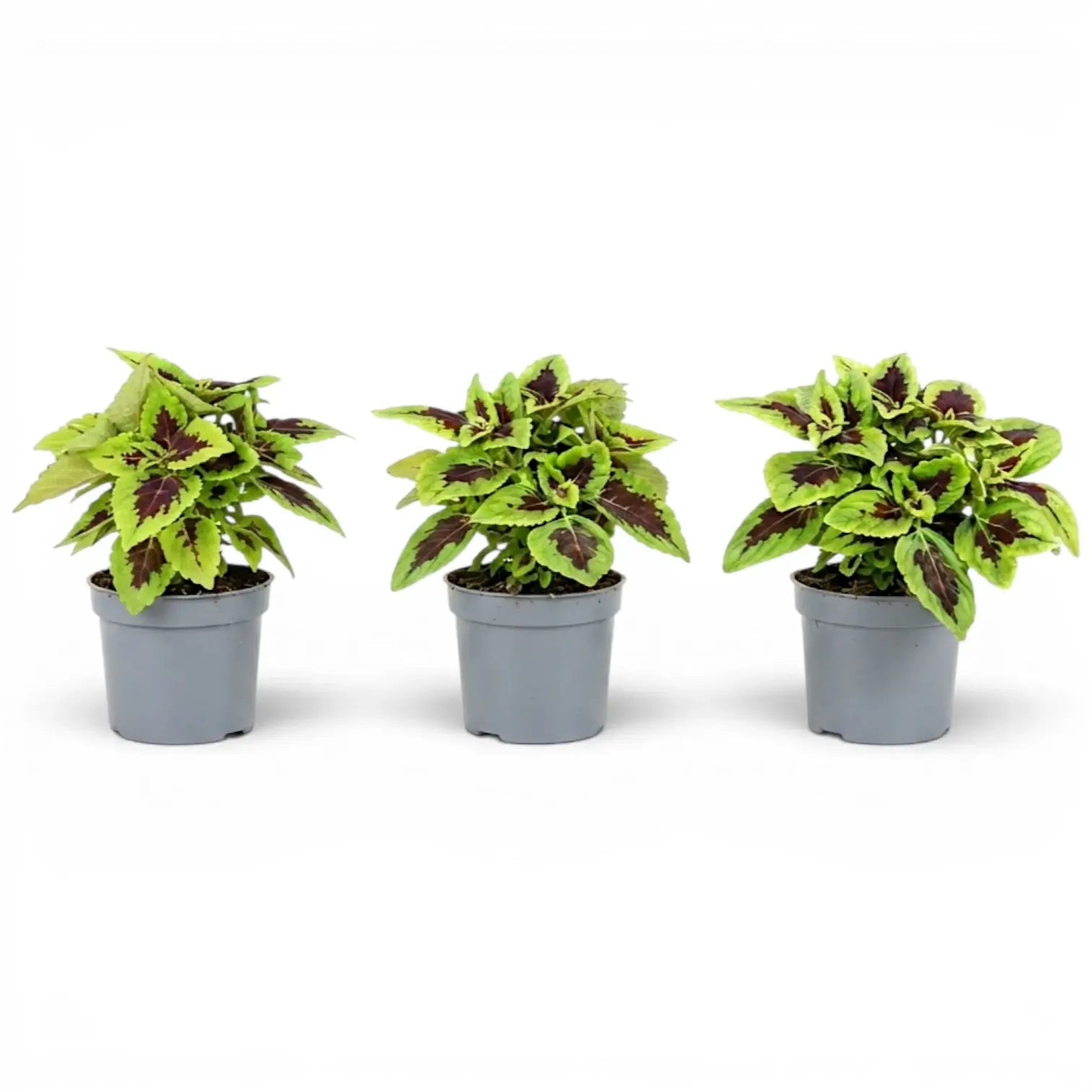 Three Coleus ‘Alligator Alley’ plants with burgundy-and-lime foliage in grey nursery pots.