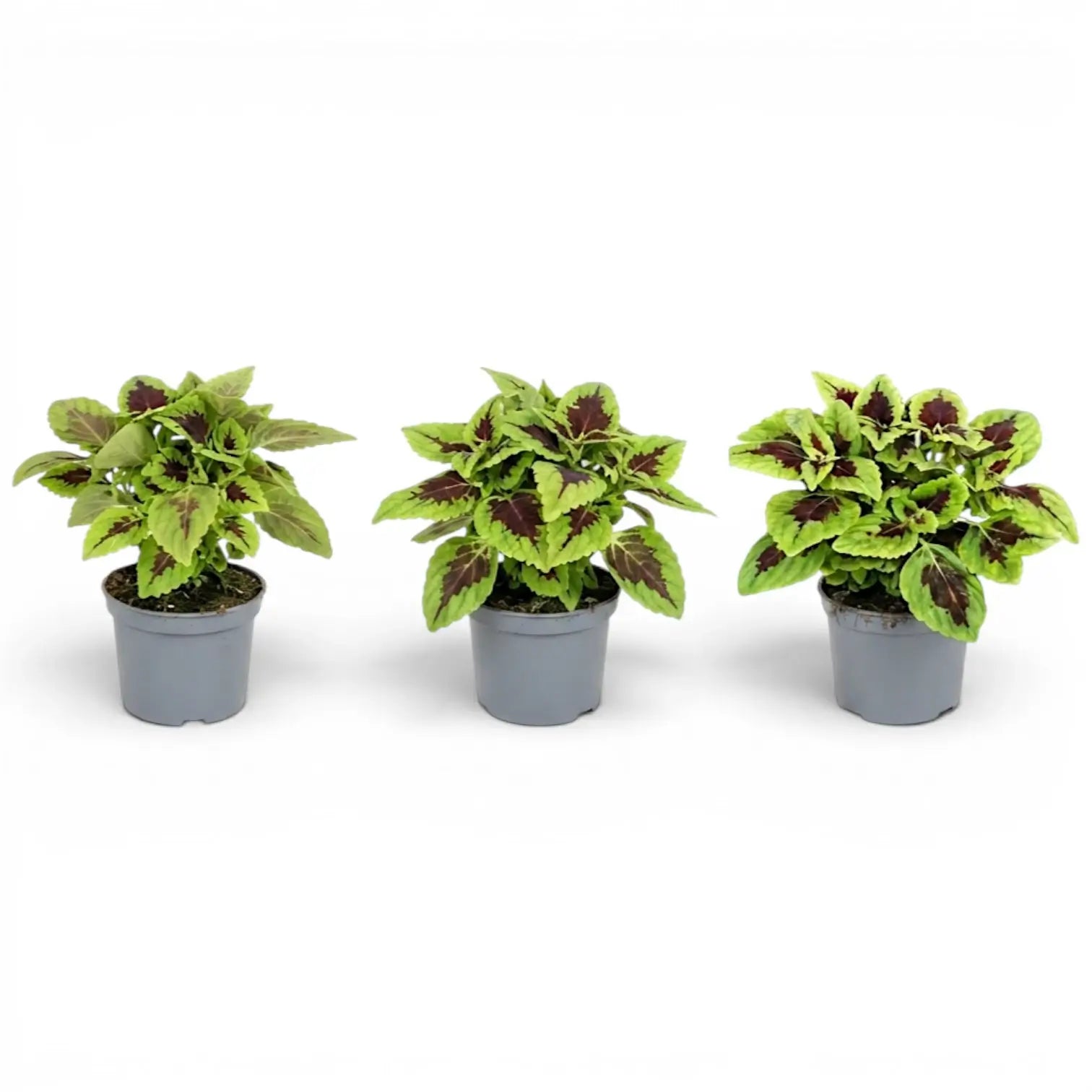 Group of three compact Coleus ‘Alligator Alley’ plants in grey nursery pots.