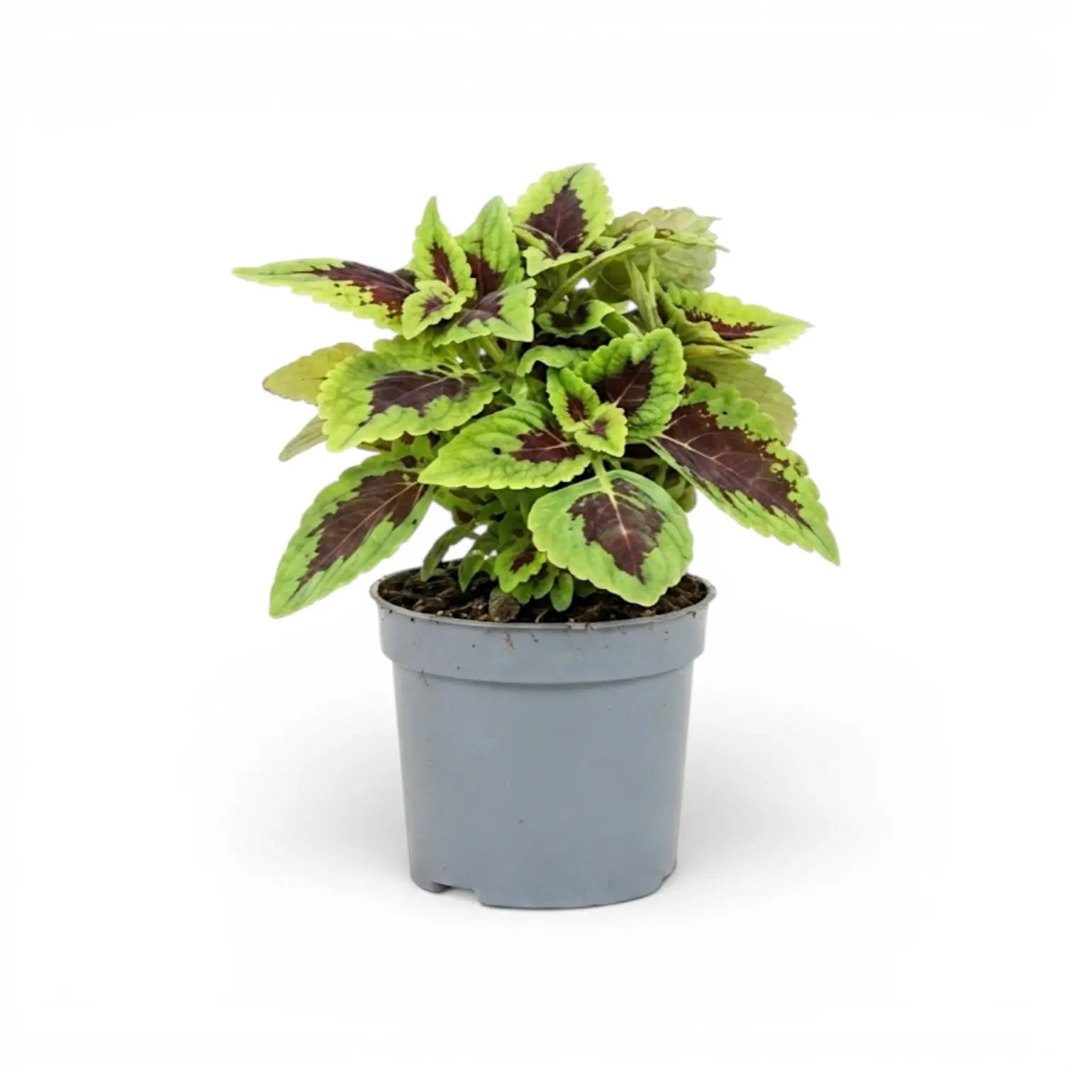 Coleus ‘Alligator Alley’ plant with a dense burgundy-and-lime crown in a grey nursery pot.