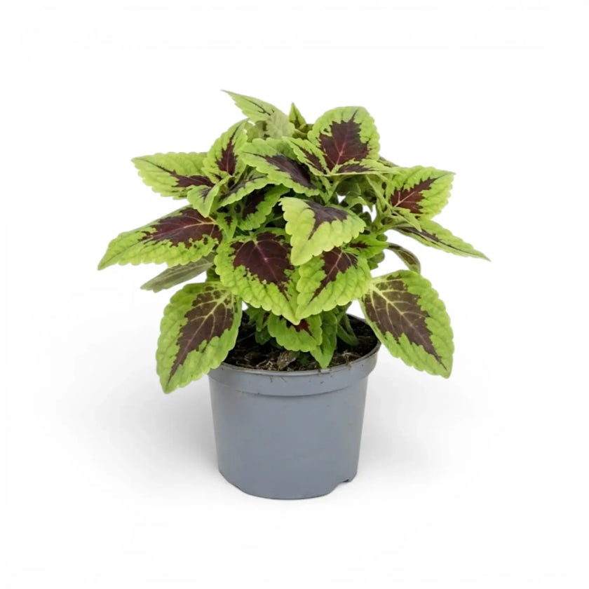 Coleus ‘Alligator Alley’ with layered lime-edged burgundy leaves in a grey nursery pot.