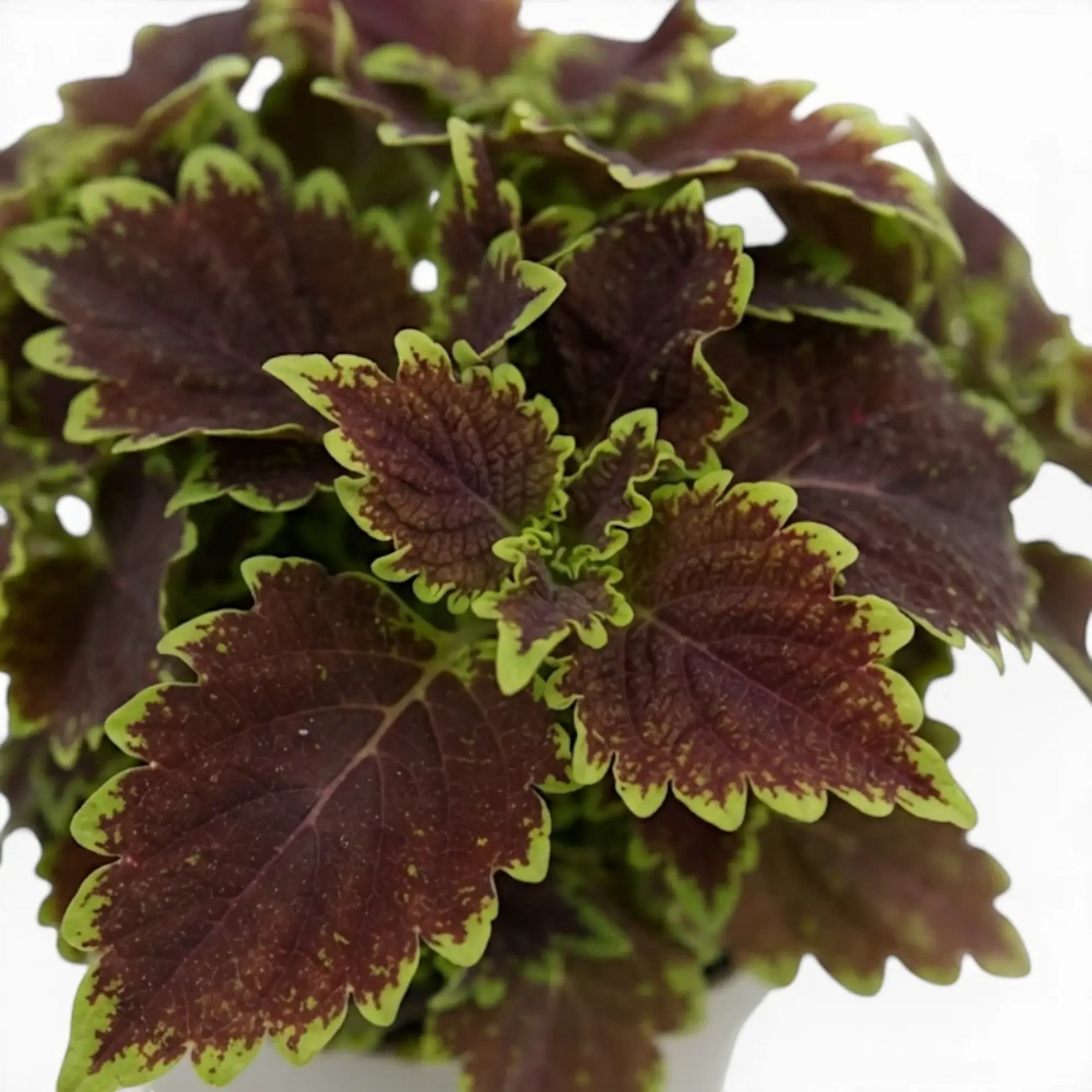 Coleus ‘Bourbon Street’ new growth surrounded by ruffled burgundy-and-lime leaves.