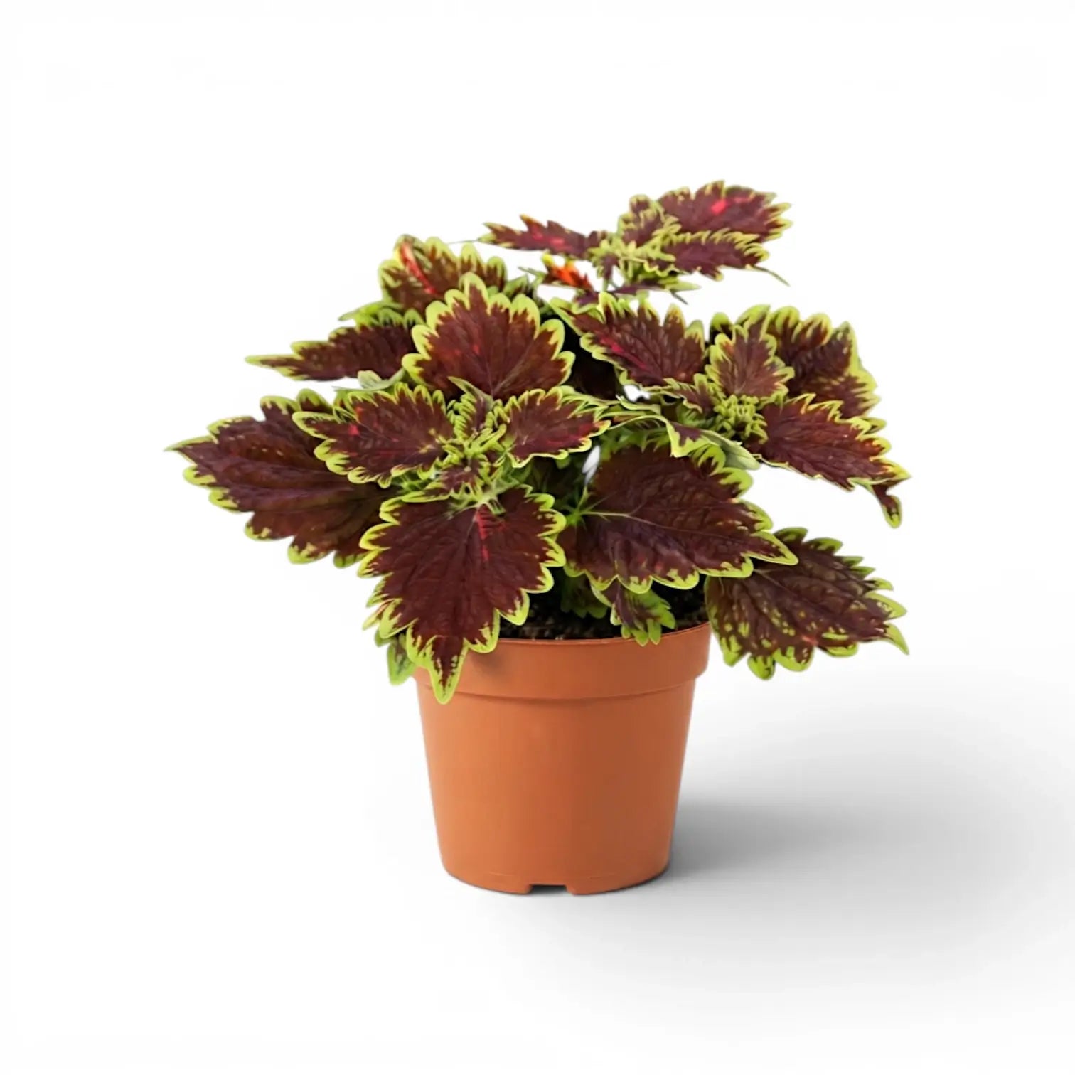 Compact Coleus ‘Bourbon Street’ with burgundy foliage in a terracotta nursery pot.