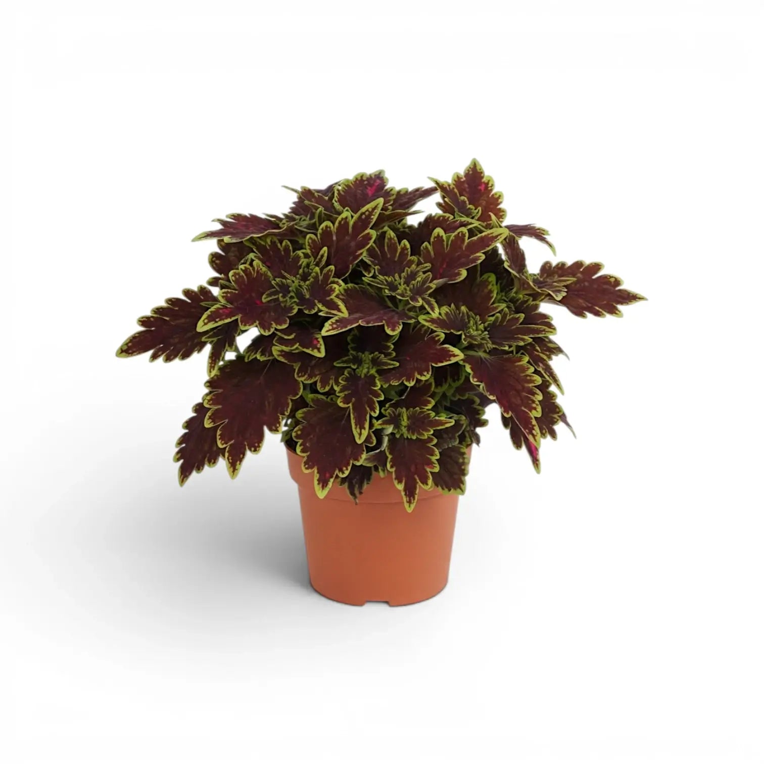 Dense Coleus ‘Bourbon Street’ plant with dark burgundy leaves in a terracotta nursery pot.