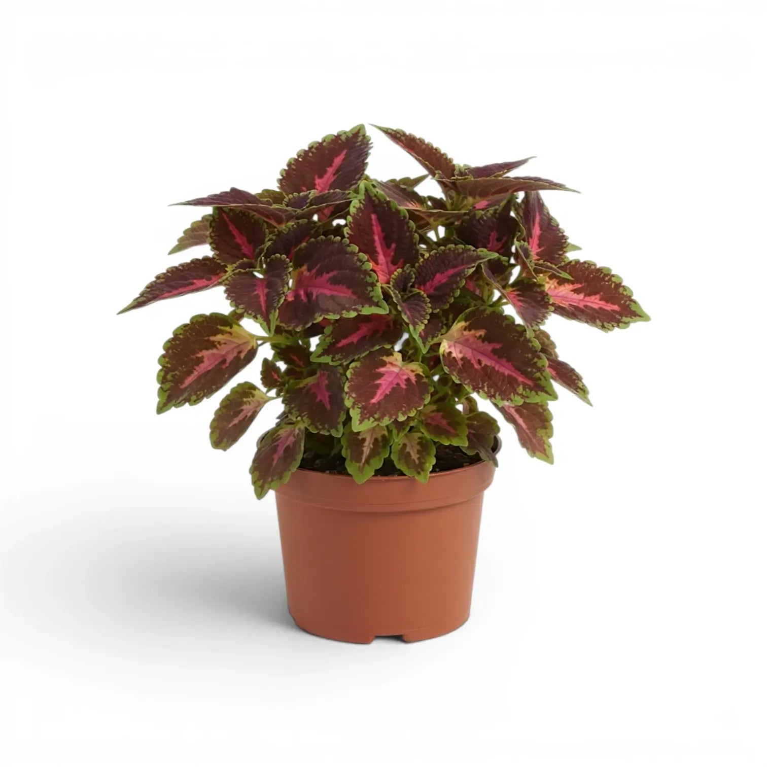 Full Coleus ‘Franklin Street’ plant with vivid pink leaf centres in a terracotta nursery pot.