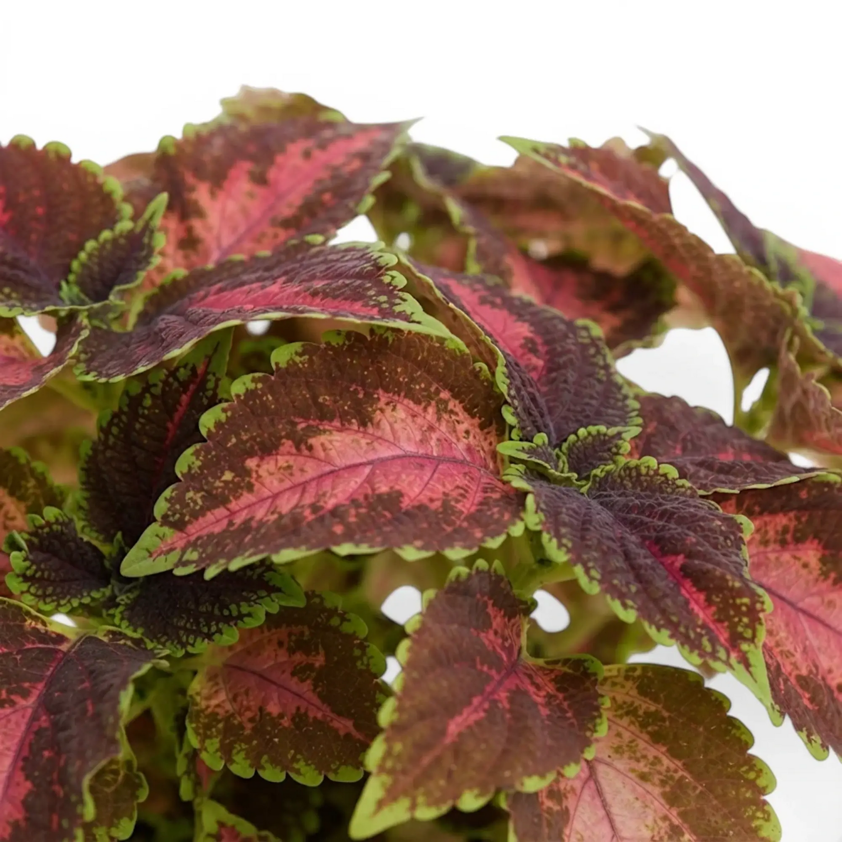 Coleus ‘Magnificent Mile’ foliage with coral-pink centres, burgundy fields and green scalloped edges.