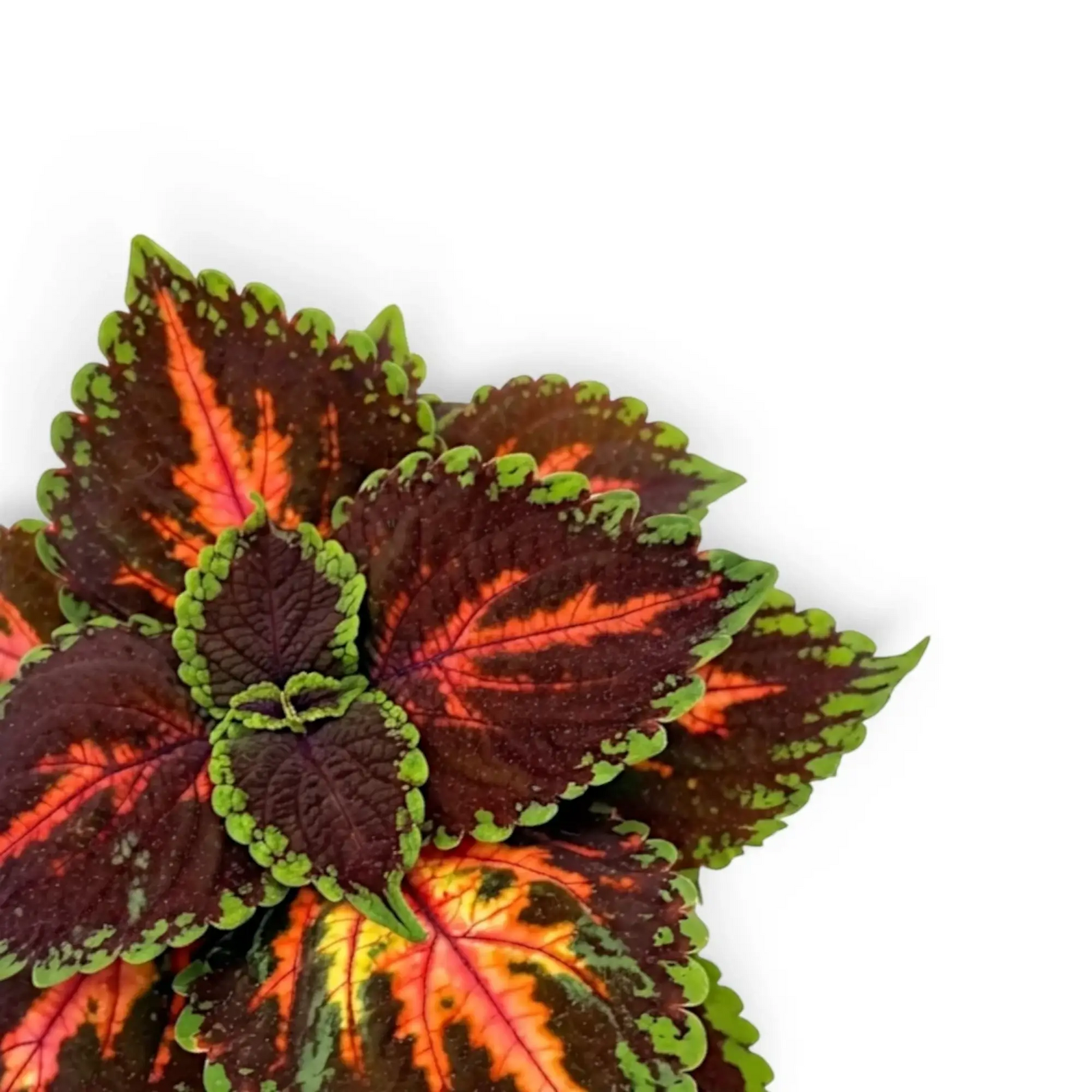 Coleus ‘Magnificent Mile’ new growth framed by burgundy leaves with coral-pink centres.