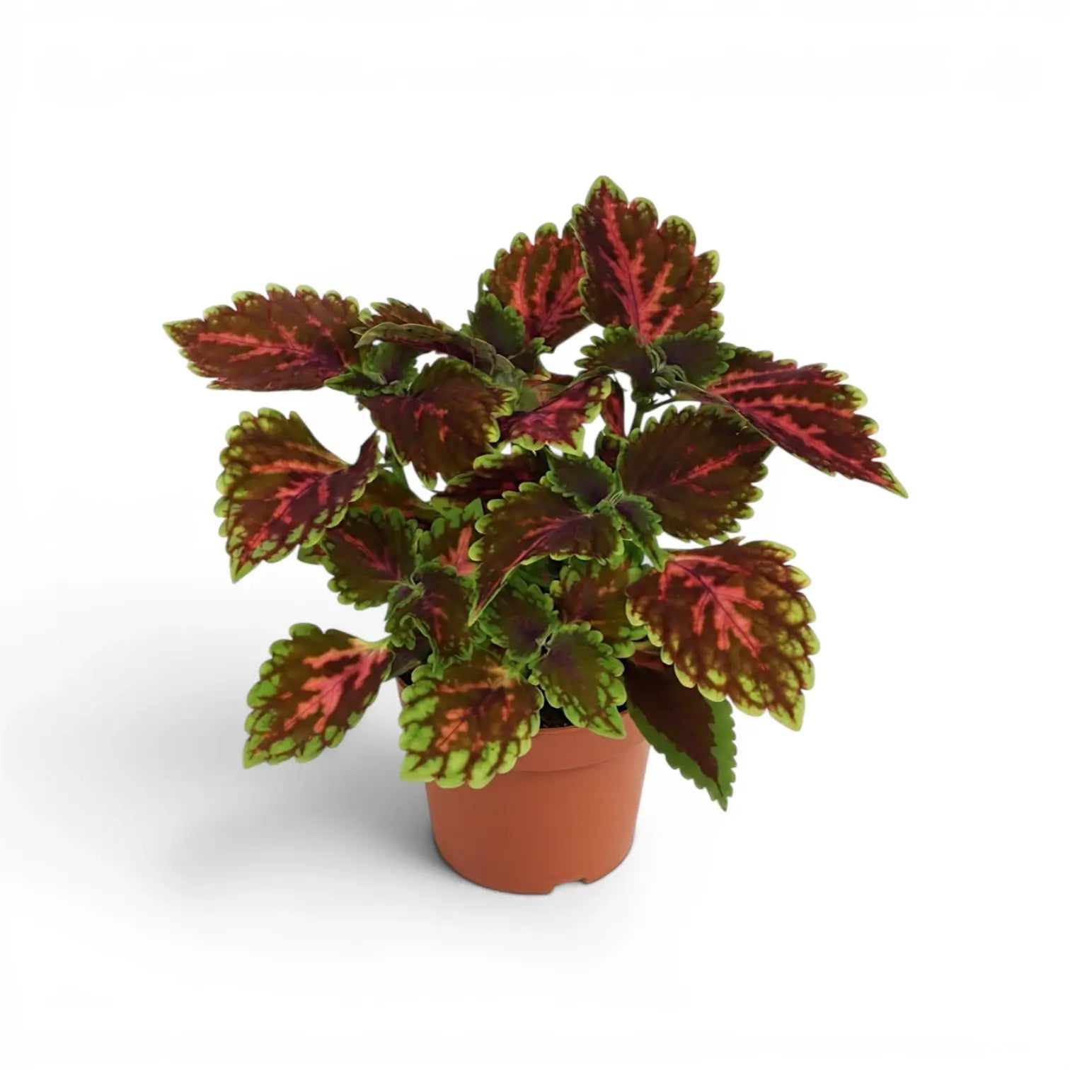 Medium Coleus ‘Magnificent Mile’ plant with branching pink-and-green foliage in a terracotta nursery pot.