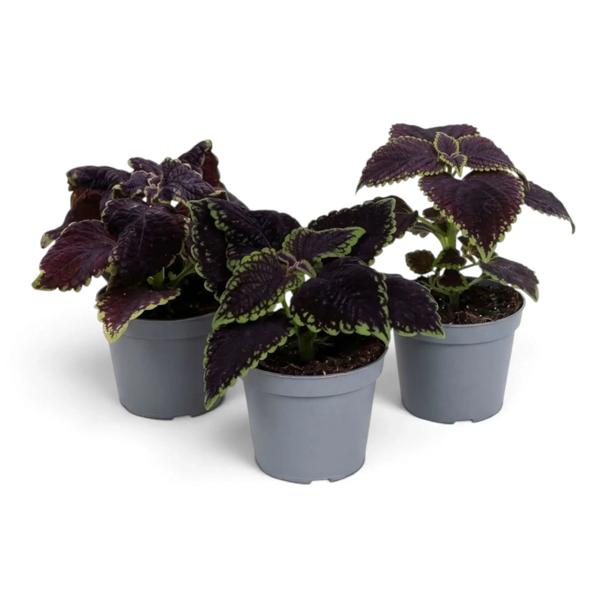 Coleus scutellarioides ‘Main Street Abbey Road’ compact potted plant with deep burgundy leaves edged lime green