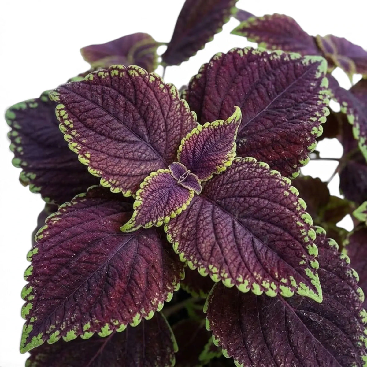 Coleus scutellarioides ‘Main Street Abbey Road’ close foliage view with burgundy colour and lime edging