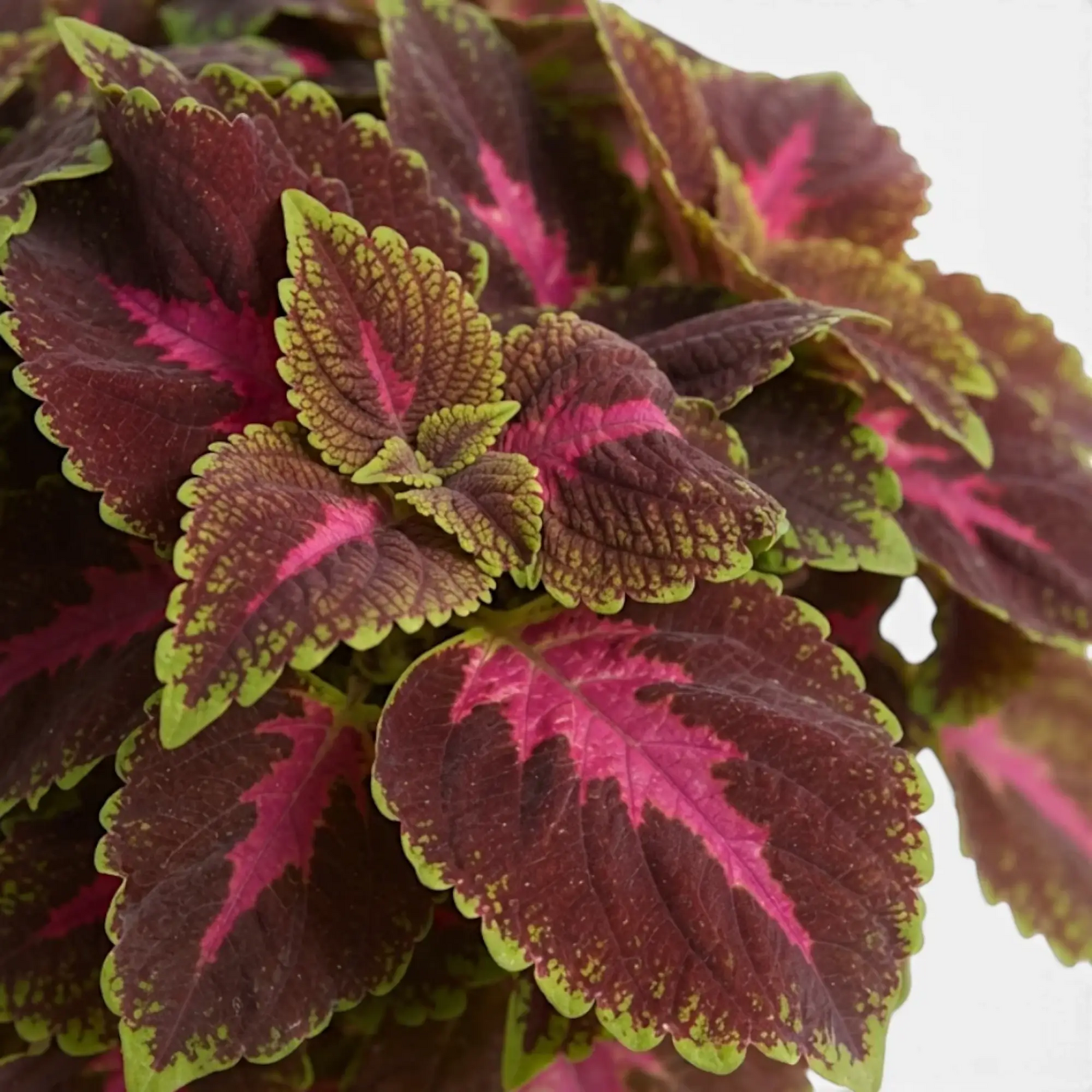 Coleus ‘Park Avenue’ foliage with magenta centres, burgundy fields and lime-green scalloped edges.